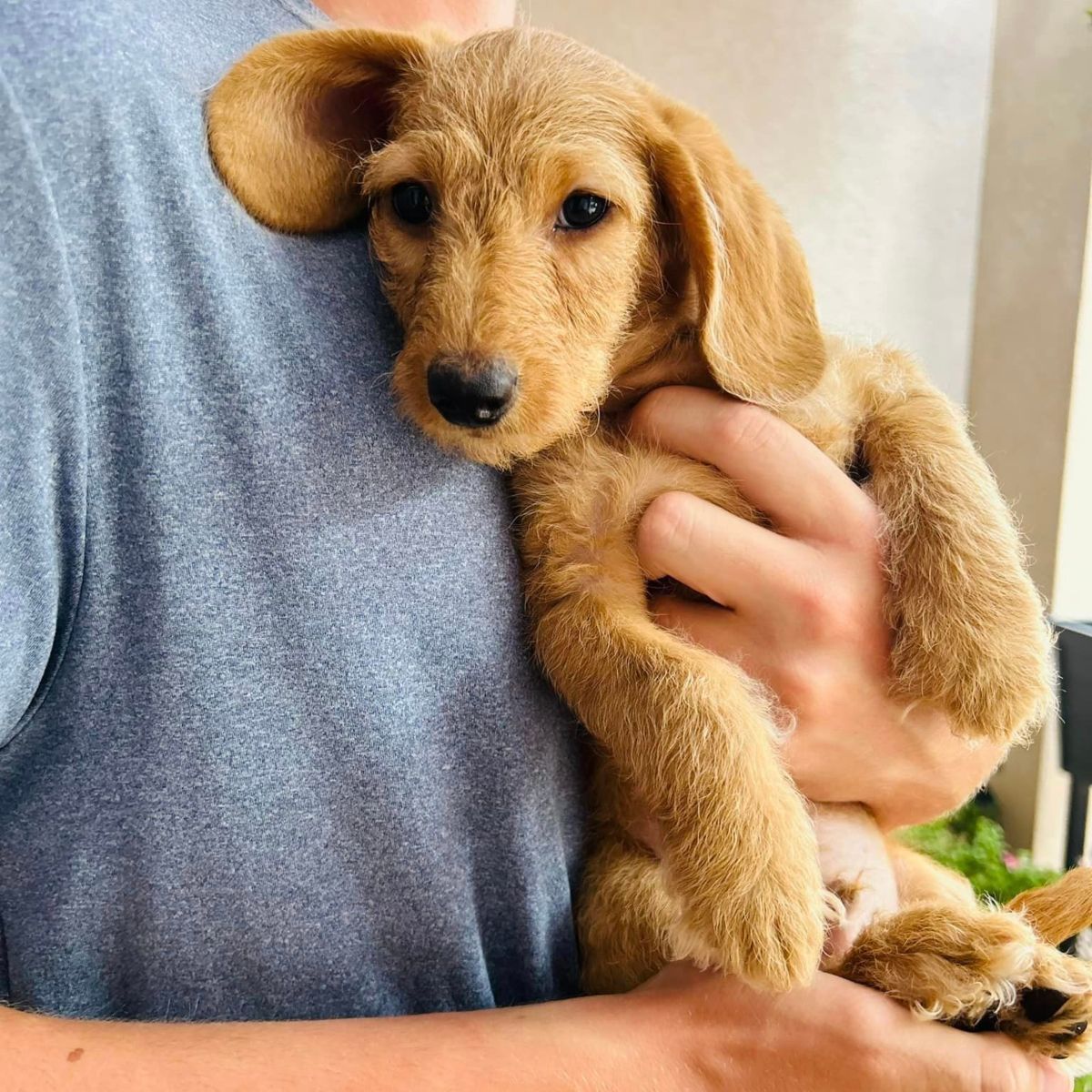 Doxiepoo, der PudelDackelMix mit HerzbrecherPotenzial